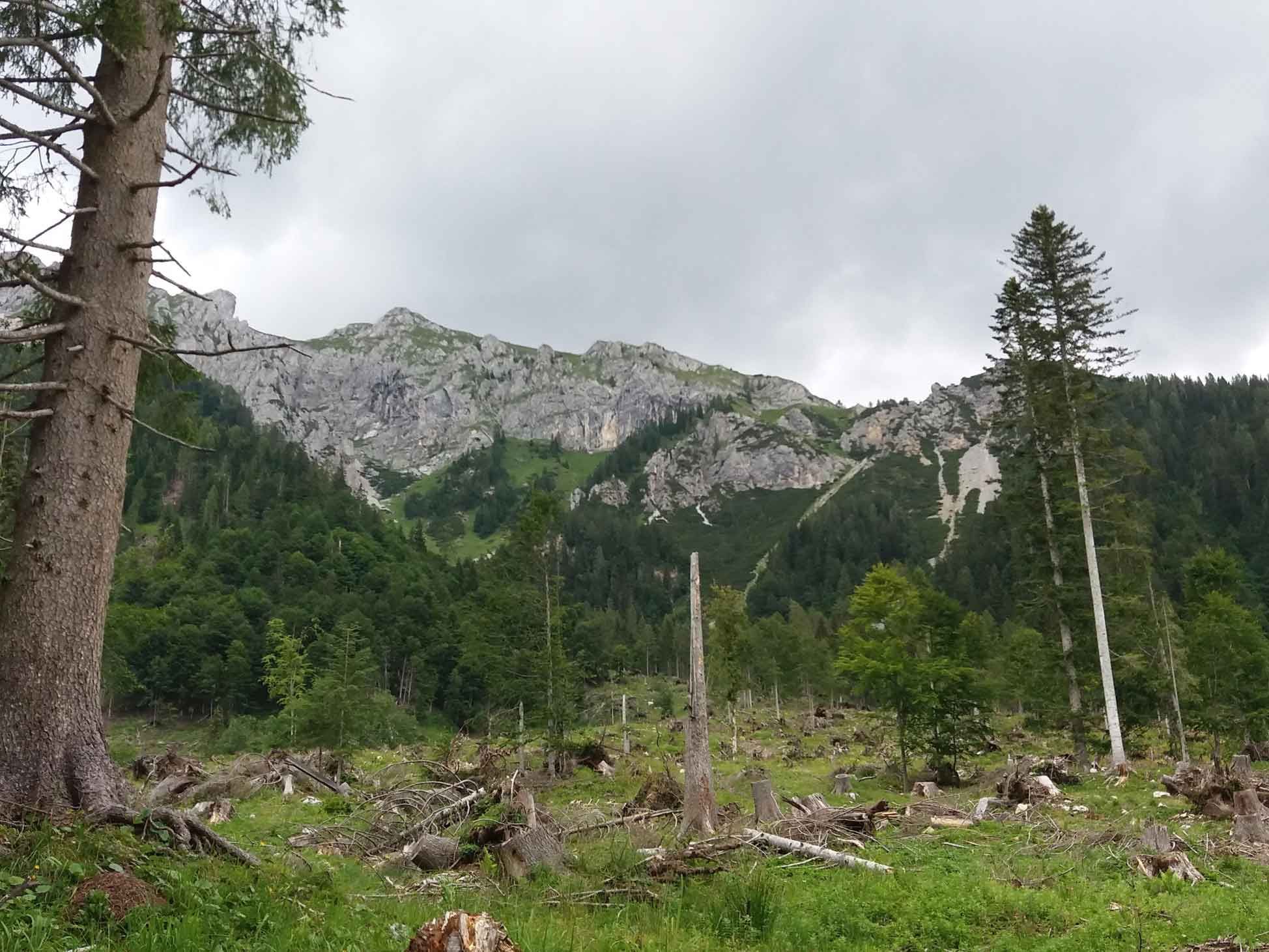 Montagna con alberi tagliati.