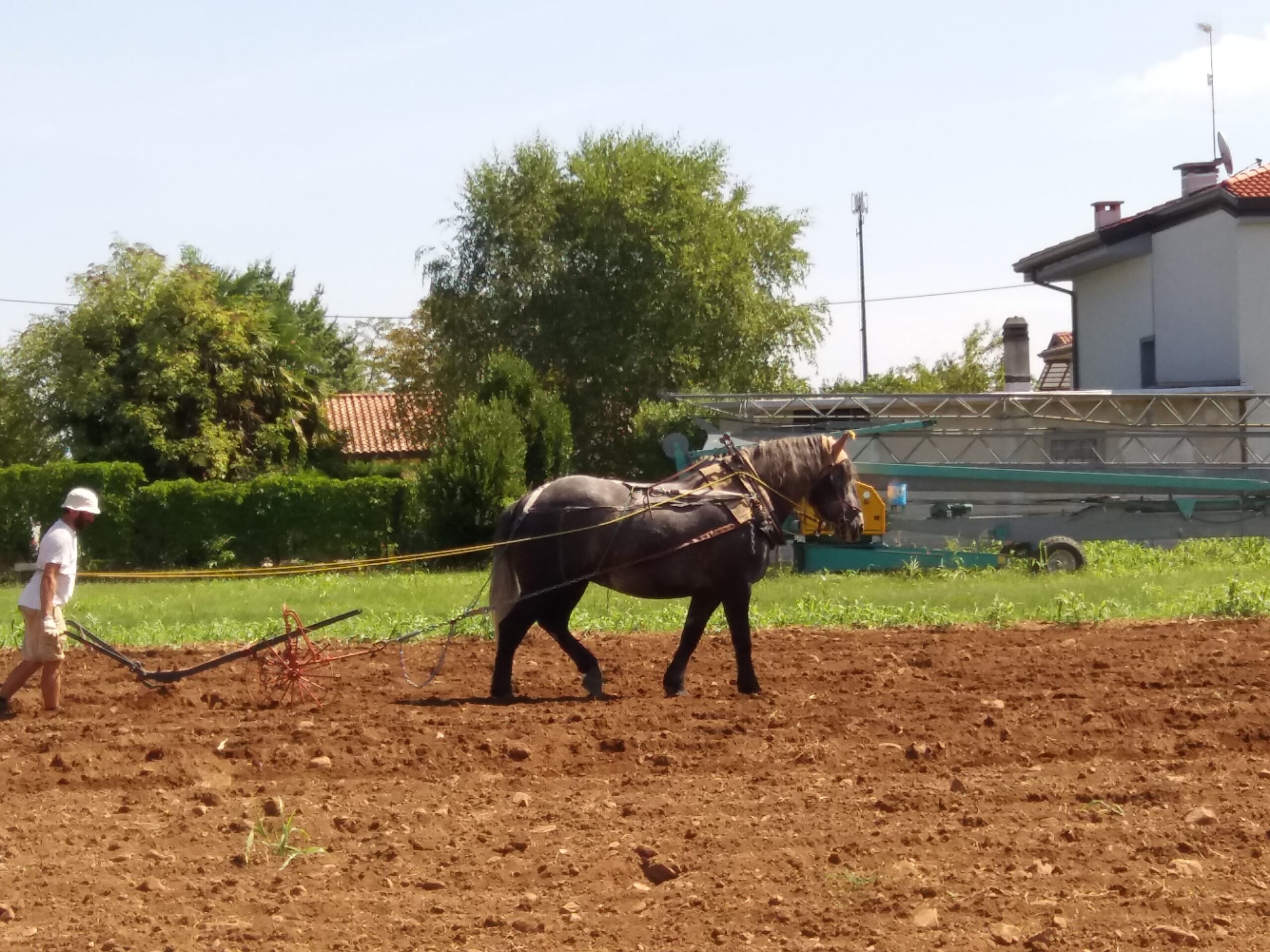 agricoltura aratro cavallo