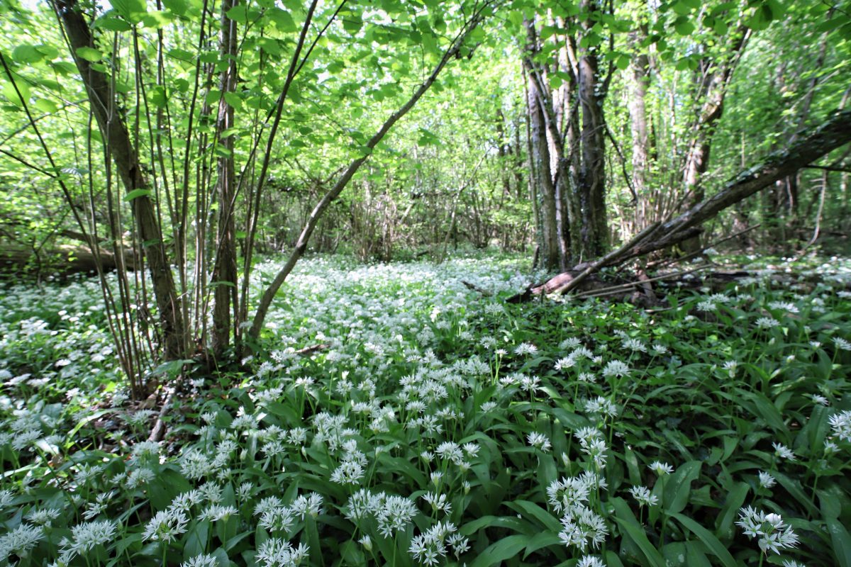 Nel bosco Baredi Aglio-Orsino il passo giusto