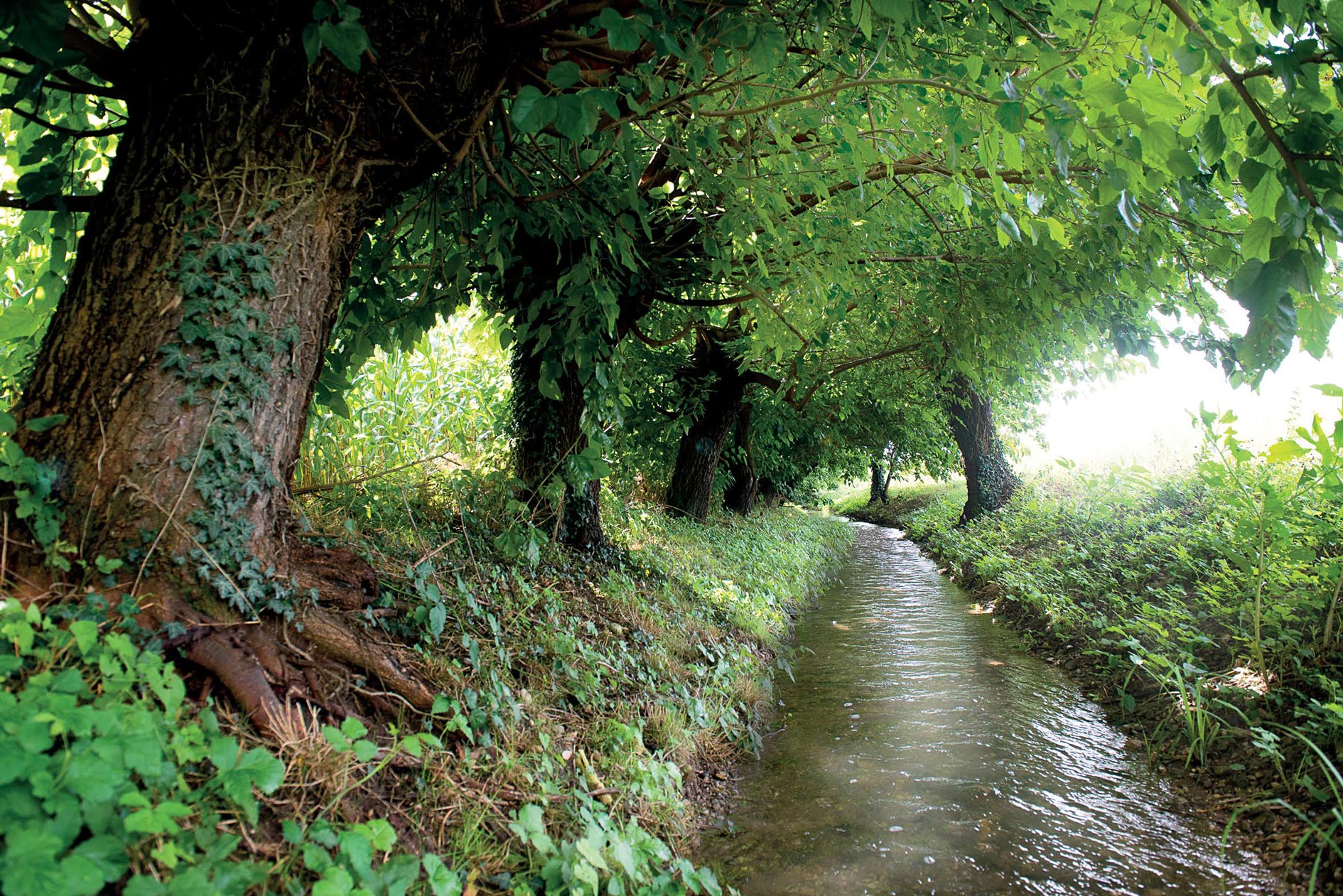 Roiello di Pradamano