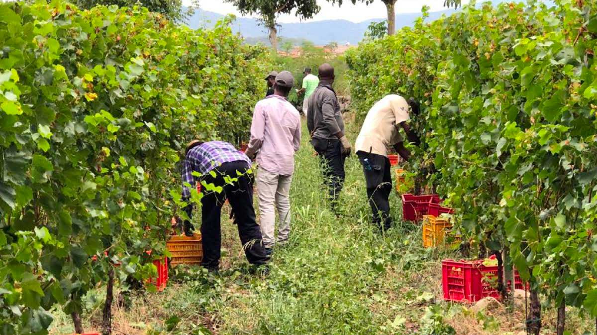 vendemmia caporalato