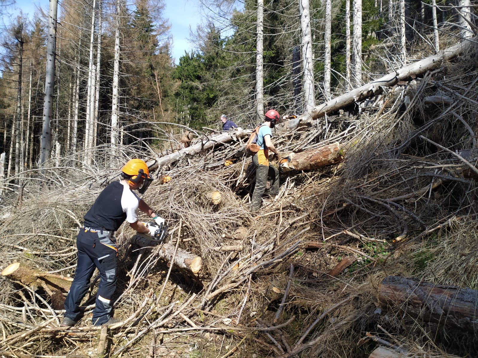 Clavais - Cura del Bosco