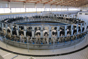 allevamento industriale di bovini
