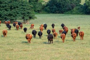 allevamento brado di bovini