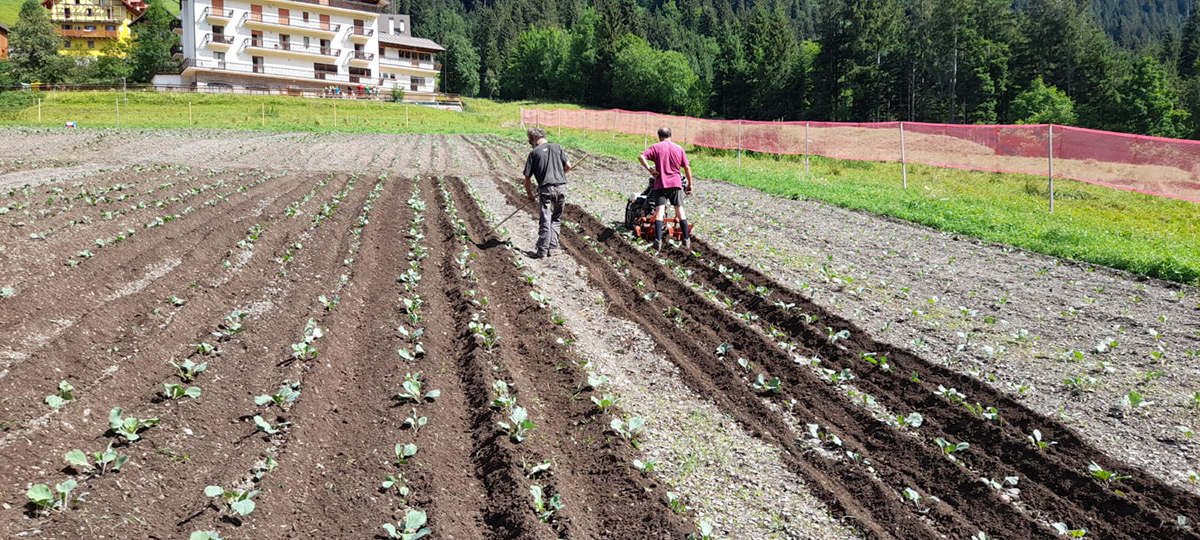 Campo cappucci Collina, foto di Antonietta Spizzo