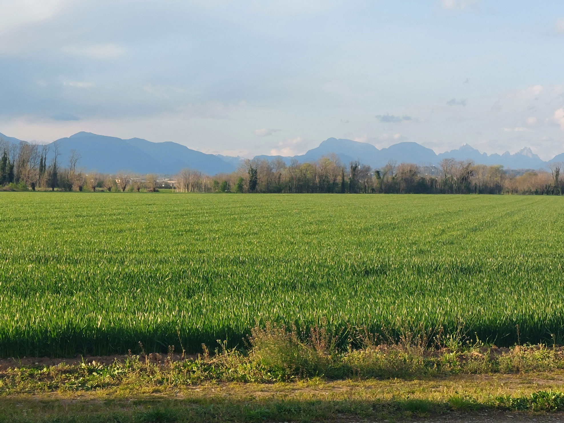 campo