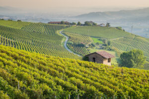 Vigneti nelle colline delle langhe