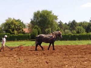 cavallo che ara un campo